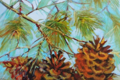 Ponderosa Pine Cones 16 X 20